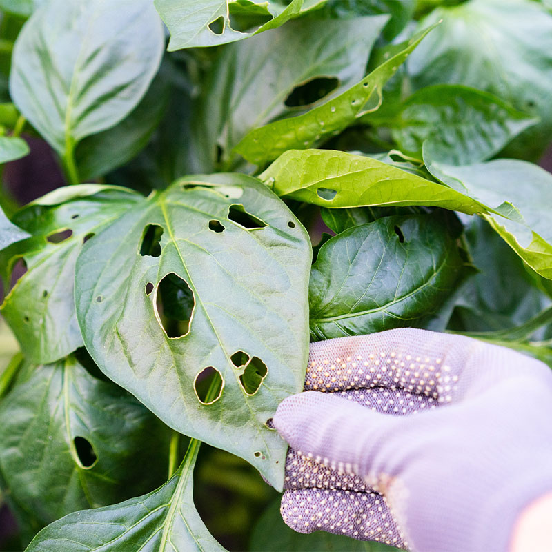 Control de plagas y fauna silvestre