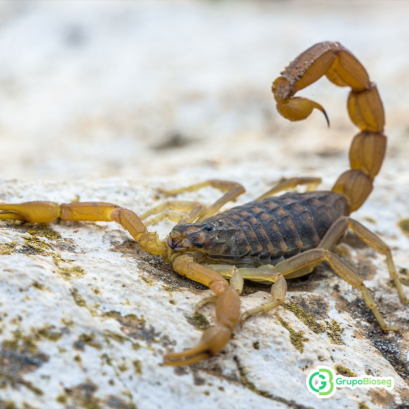 Bebe recien nacida de brasil picada por alacrán