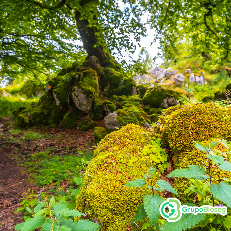 Cuidamos el medio ambiente